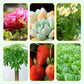 Universal Plants Concentrated Energizer Fertilizer